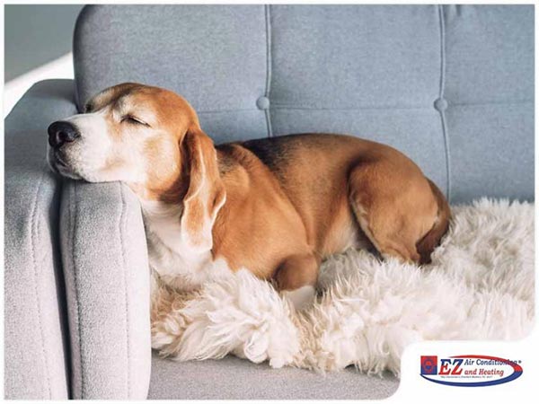 Indoor Air Quality: How to Reduce Pet Dander at Home Indoor Air Quality: How to Reduce Pet Dander at Home